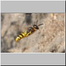 Philanthus triangulum - Bienenwolf w38c beim Nestanflug - Sandgrube OS-Wallenhorst.jpg